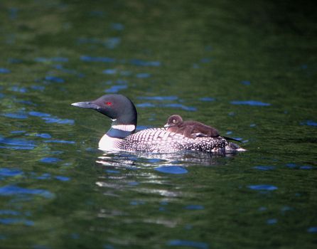 A newly-born loon chick hitches a ride on it's parent's back.  This is common for loons under a few weeks old, and protects them from predators.  