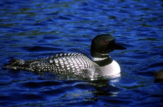 An endangered Common Loon swims in blue water.  The water color is caused by the angle of the sun and camera lens, and the clarity of the water.  