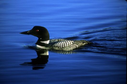 An endangered Common Loon swims in calm, blue water.