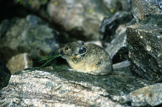 This high-altitude member of the rabbit family dries grass to the perfect moisture level, then adds it to its winter nest.  The grass then provides nourishment, shelter, and moisture.  