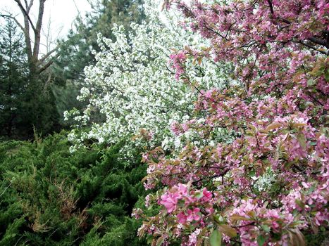 Spring blooms adorn this beautiful scene. 