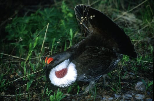 This grouse is in full mating plumage, displaying a bright red patch on the side of its chest. 