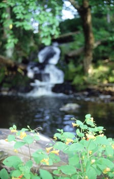 This small, remote waterfall is offset by beautiful wild Touch-Me-Not flowers.