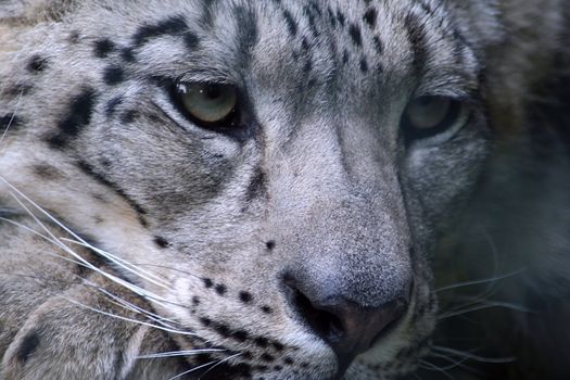 Snow leopard