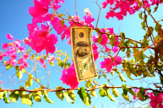 One Hundred Dollar Bill Growing On The Tree Against Blue Sky
