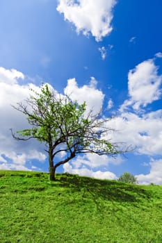 Lonely apple tree with green leaves growing on green hill under cloudy blue sky 