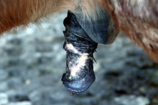 genital apparatus from a horse