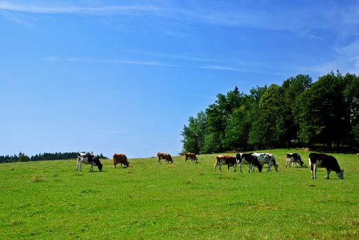 Herd of cows on the meadow with forest
