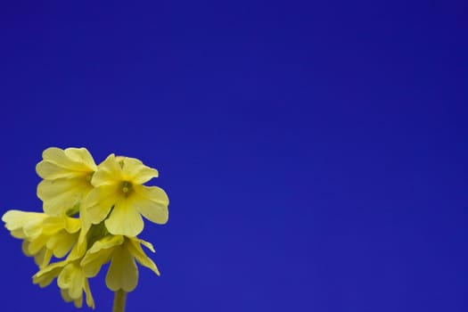 Spring, primula flower against blue background