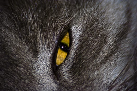 Yellow eye of gray cat