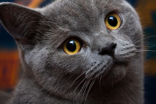 the face of a gray cat with yellow eyes