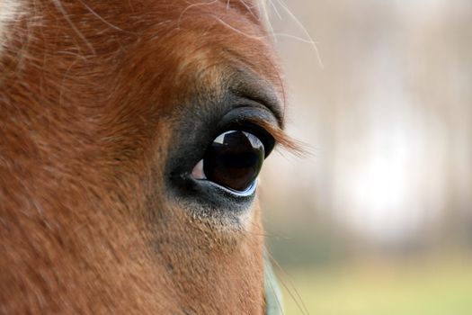 haflinger lashes