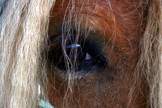 haflinger lashes