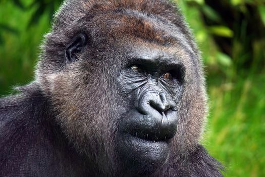 mountain gorilla