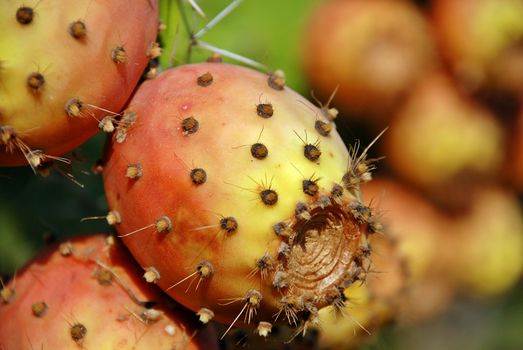 Detail of the rape opuntia cactus fruit