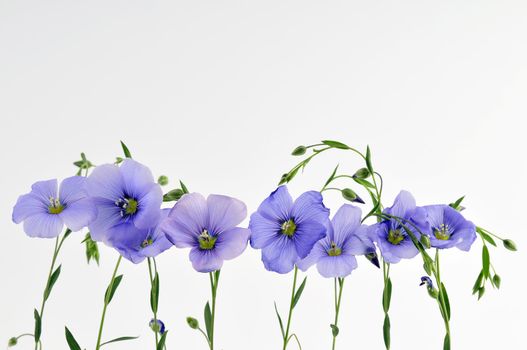 Cluster of small blue flowers against white background