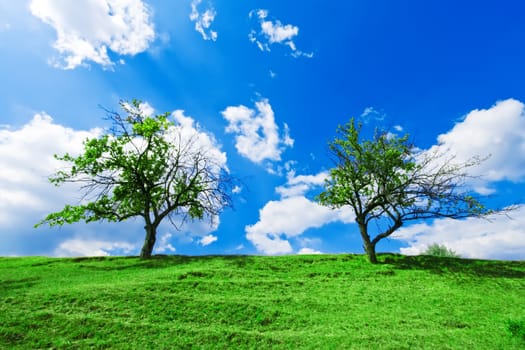 A couple of green trees growing on the green hill under cloudy blue sky