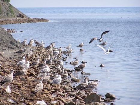 Seagulls in the sea over the dark blue sky    