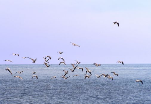 Seagulls in the sea over the dark blue sky