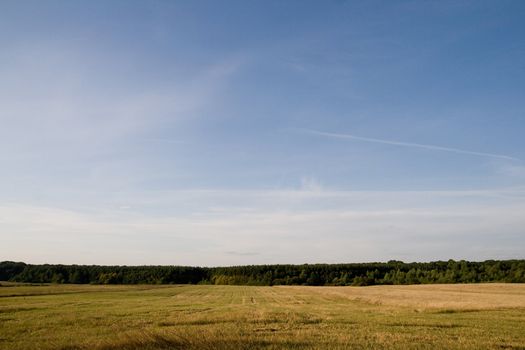 Wheaten field, the sky, wood