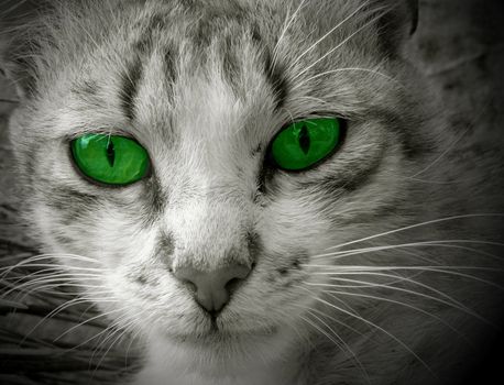 The big green eyes of a cat  