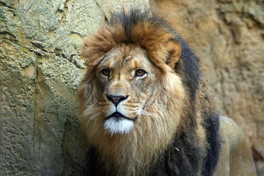 lion