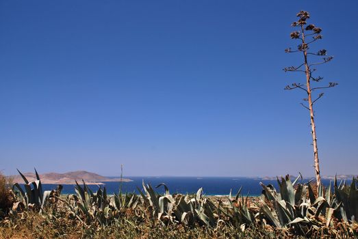 Greek islands, sea and agave americana 