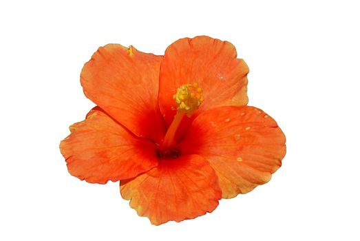 Orange hibiscus with drops of dew isolated