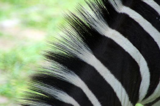 zebra