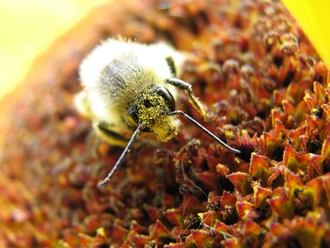 the small amusing bee sits on a flower and puts nectar