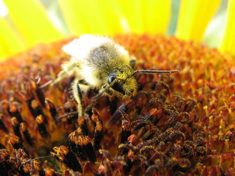 the small amusing bee sits on a flower and puts nectar