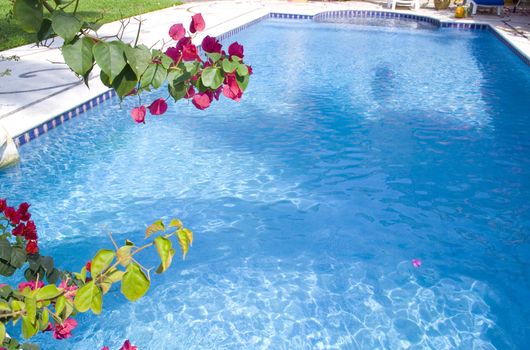 Beautiful blue pool surounded by plants an flowers