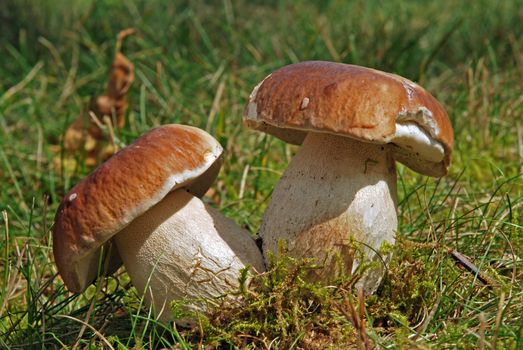 Two wild boletus mushroom in the moss