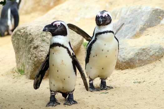 dwarf penguins