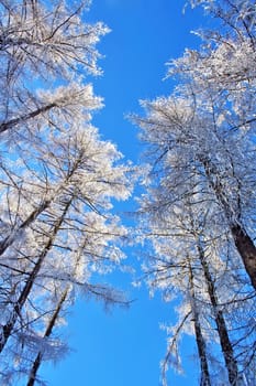 Snow covered trees on clear blue sky