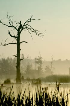 Morning in wood on lake