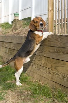 Portrait of a young, tri-colored beagle puppy being curious and jumping up on the retaining wall.