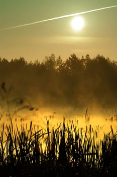 Morning in wood on lake