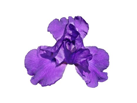 Nice violet lilly isolated on white