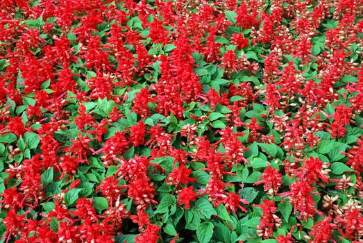 Red flowers with green leaves texture