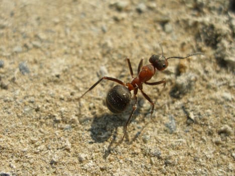 ant