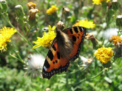 the butterfly has sat down on a flower and has a rest