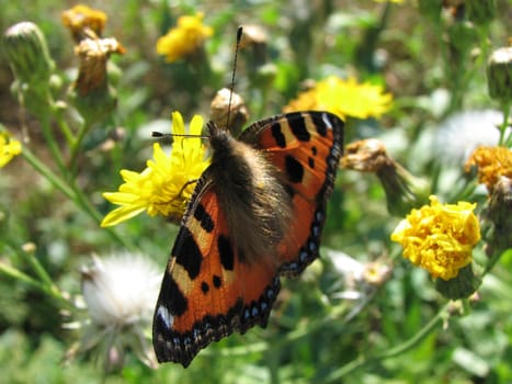 the butterfly has sat down on a flower and has a rest