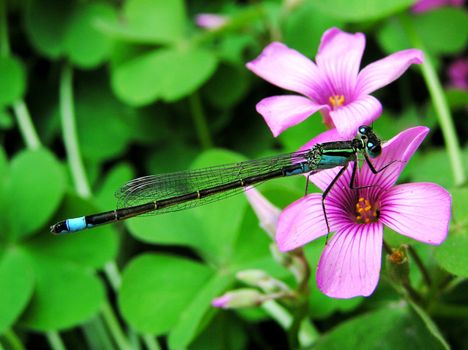 Remain in the flowers on a dragonfly