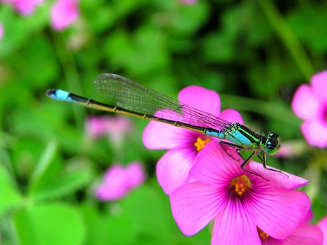Remain in the flowers on a dragonfly