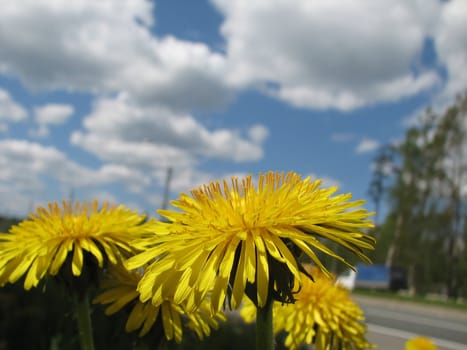 dandelions. spring meadow