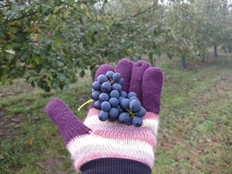 Grapes in the knitted glove and orchard background
