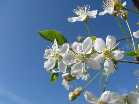 springtime. cherry blossom 