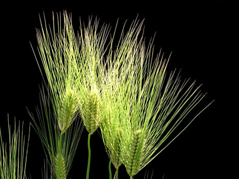 Barley on a black background