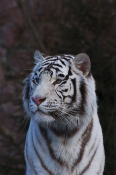 White tiger.